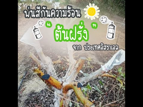 พ่นสีกันความร้อนต้นฝรั่ง พ่นสีกันความร้อนต้นฝรั่ง