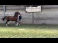 Dressage horse Top bewegend damespaard