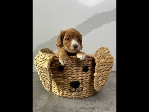 YouTube video thumbnail