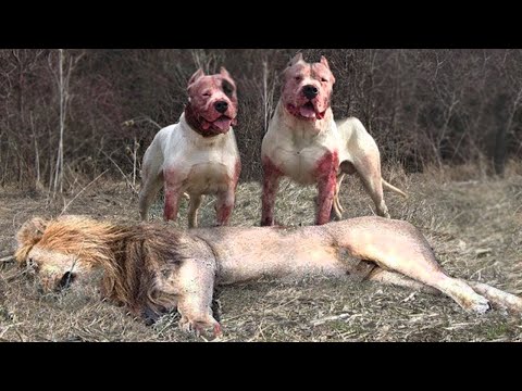 Es por eso que los Pitbulls son 100 Veces más Peligrosos que el León