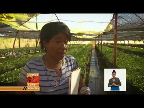 Cuba/Matanzas: impulsan producción de frutales Empresa Agroindustrial Victoria de Girón