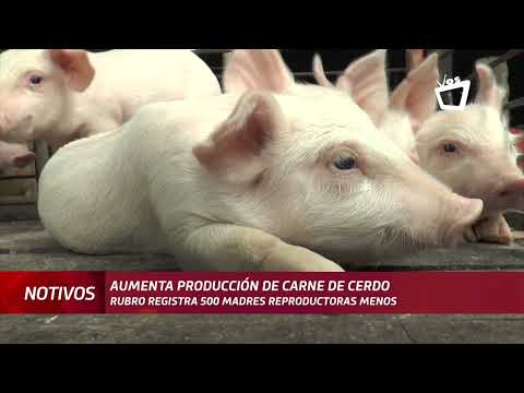 Productores de cerdos sacan del mercado cerdas reproductoras por altos costos de alimentación