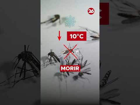 ¿Cúando desaparecerán los mosquitos?