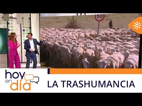 Hoy en día | La trashumancia, una práctica habitual entre pastores andaluces