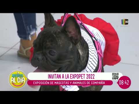 Exposición de mascotas y animales de compañía.