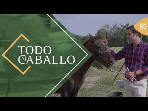 TodoCaballo | Green Horse Ranch, residencia donde los caballos disfrutan su jubilación en libertad