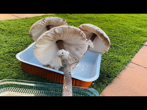 เก็บเห็ด🍄🍄วิธีทำลอกเห็ดร่มและท