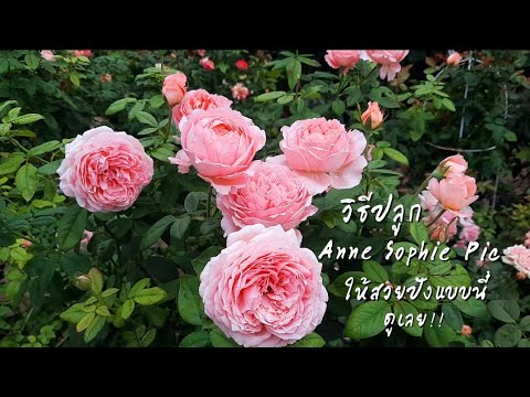 วิธีปลูกกุหลาบAnneSophiePic