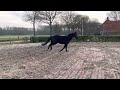 حصان القفز 3-jarige zwarte merrie (Jim de la Vie x Arezzo)