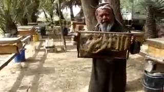 سبحان الله..النحل ينحت بالشمع “الله ربي”