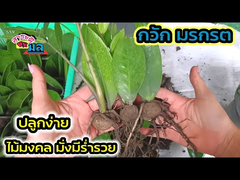 กวักมรกรต-ไม้มงคลปลูกในบ้านมั่ กวักมรกรต-ไม้มงคลปลูกในบ้านมั่