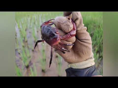 ปูนากัดต้นข้าวช่วงแตกกอ.ต้องเก ปูนากัดต้นข้าวช่วงแตกกอ.ต้องเก
