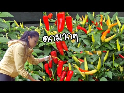 เก็บผลผลิตปลูกเองงามๆ😍🌶🍅🌶25