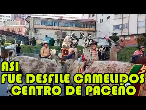 DESFILE DE LOS MEJORES CAMELIDOS EN CENTRO PACEÑO ..