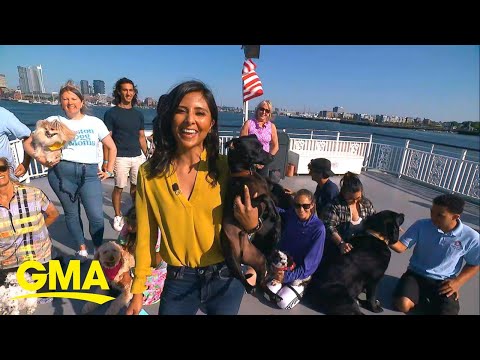 Dog-friendly sightseeing cruise helps pups stay cool during the summer