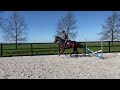 Dressage horse - VERKOCHT * Prachtige merrie en bomproof!!