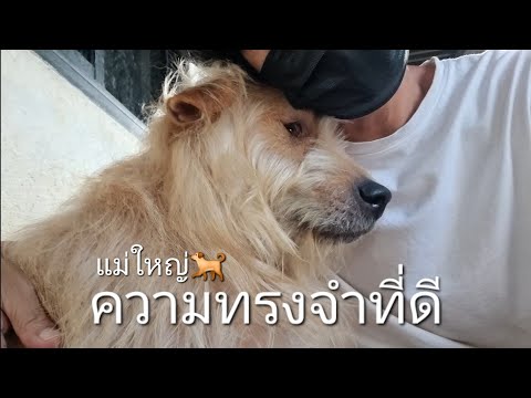 ฟ้าวันใหม่บ้านยาปันโต⛩️แม่ใหญ่