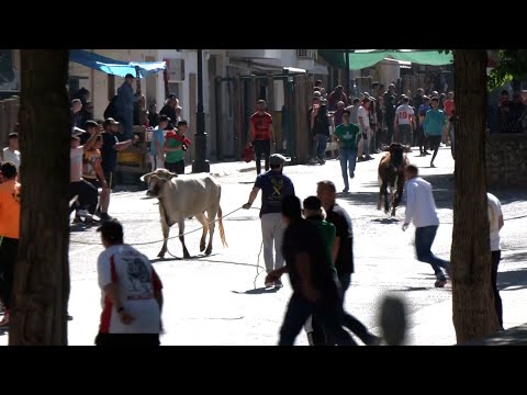 Beas (Jaén) celebra la fiesta taurina de San Marcos con 145 reses sin sacrificio de animales lo