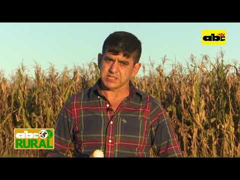 Abc Rural: Producción de maíz en etapa de cargado de granos