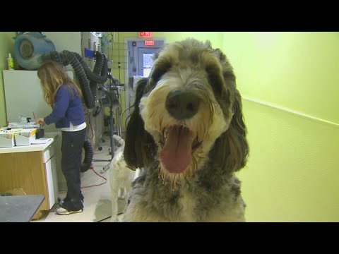 Fur Babies owner shares the wild ride of New Year grooming season