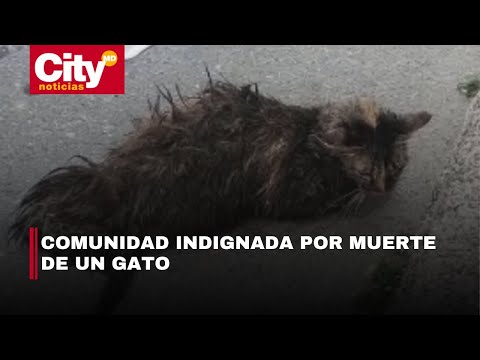 Indignación por aberrante caso de maltrato animal en Puente Aranda | CityTv