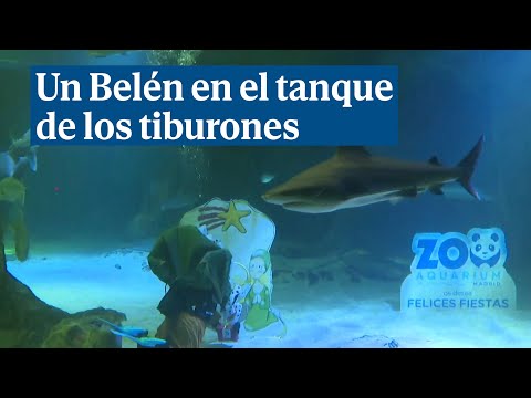 Colocan un Belén en el tanque de tiburones del Zoo de Madrid