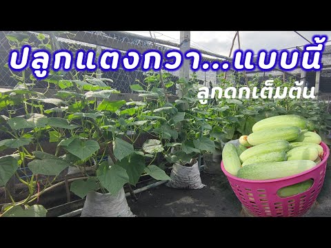 ซานเต๋อ story วิธีปลูกแตงกวาในถุง🥒ให้ลูกดก