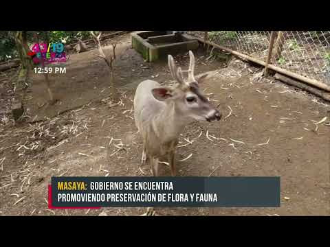 Zoocriadero ALSOFI en Catarina, Masaya, preserva la flora y fauna exótica - Nicaragua