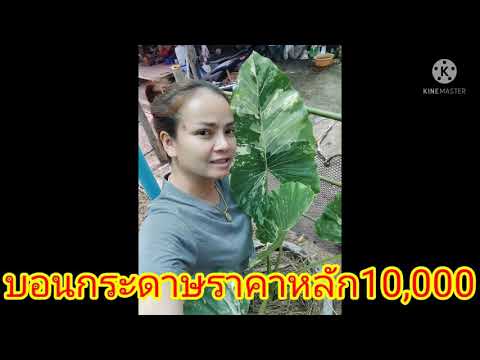 บอนกระดาษด่างราคาหลัก10,000บาท บอนกระดาษด่างราคาหลัก10,000บาท