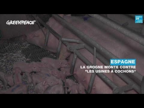 En Espagne, la grogne monte contre « les usines à cochons » • FRANCE 24