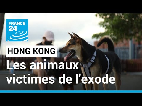 Hong Kong : les animaux victimes de l'exode massif des habitants • FRANCE 24