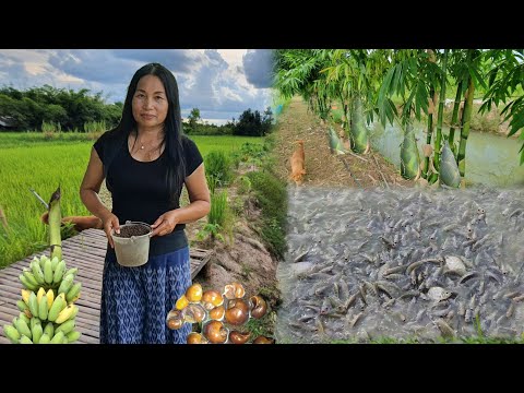 คุณครูเปลี่ยนที่นา-2-ไร่-ปลูกไ คุณครูเปลี่ยนที่นา-2-ไร่-ปลูกไ