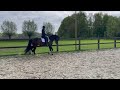 Dressage horse Nakamura - fully approved by vet for sports (incl neck and back) 20-06-22