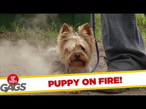 PUPPY ON FIRE!