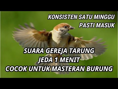 SUARA GEREJA TARUNG, JEDA 1 MENIT SPEED RAPAT JERNIH