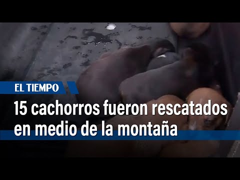 15 cachorros, rescatados del incendio en el cerro El Cable | El Tiempo