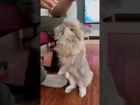 BrunoTheFluffrabbitrabbits