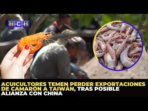 Acuicultores temen perder exportaciones de camarón a Taiwán, tras posible alianza con China