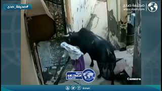 ثور يهاجم مسنة بوحشية