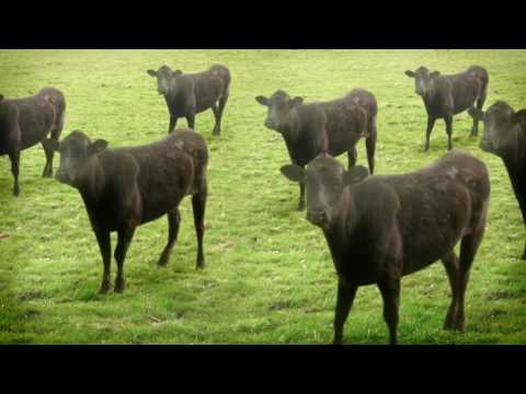 Vacas locas
