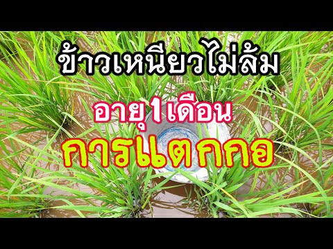 ข้าวลำต้นแข็งแรงไม่ล้มง่าย.กับ ข้าวลำต้นแข็งแรงไม่ล้มง่าย.กับ