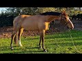 Springpferd Stunning rising 7yo mare by Zirocco Blue