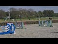 Show jumping horse 8 jarige  chaman x Casall
