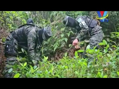 Fuerzas Armadas aseguran nueva plantación de hoja de coca