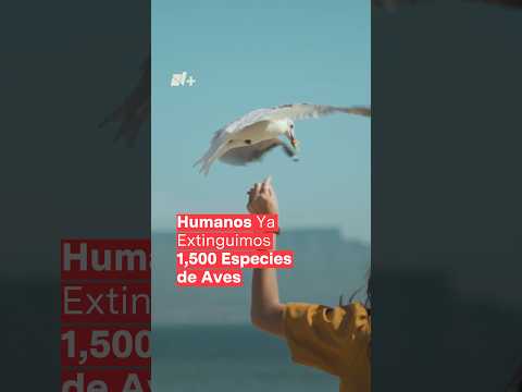 Humanos ya extinguimos 1,500 especies de aves - N+ #Shorts