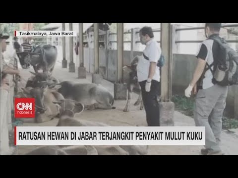 🔴Ratusan Hewan di Jabar Terjangkit Penyakit Mulut Kuku