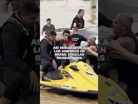 Así rescataron a los animales en Brasil tras las inundaciones