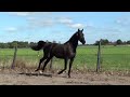 Dressuurpaard Allround Dressuur paard met Super Karakter