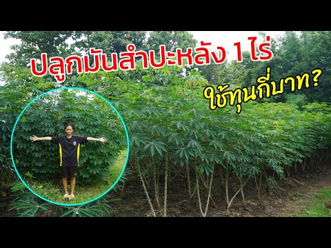 ปลูกมันสำปะหลัง1ไร่ใช้ทุนกี