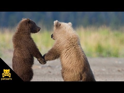 Bear cubs make love train
